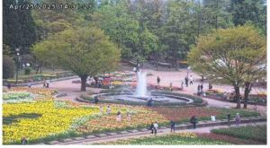 となみチューリップフェア2025年の開花状況　4月下旬