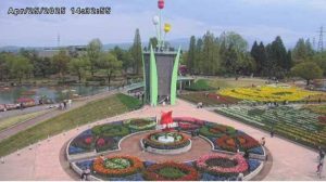となみチューリップフェア2025年の開花状況　4月下旬